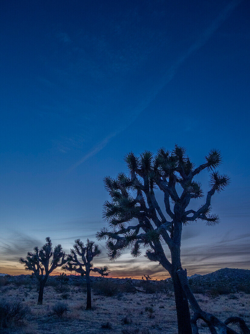 Joshua-Bäume (Yucca brevifolia) bei Sonnenuntergang im Joshua Tree National Park, Kalifornien, Vereinigte Staaten von Amerika, Nordamerika