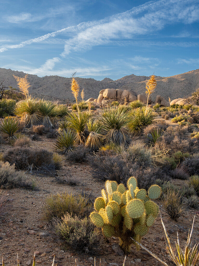 Verwitterte Felsen und Kakteen im Joshua Tree National Park, Kalifornien, Vereinigte Staaten von Amerika, Nordamerika