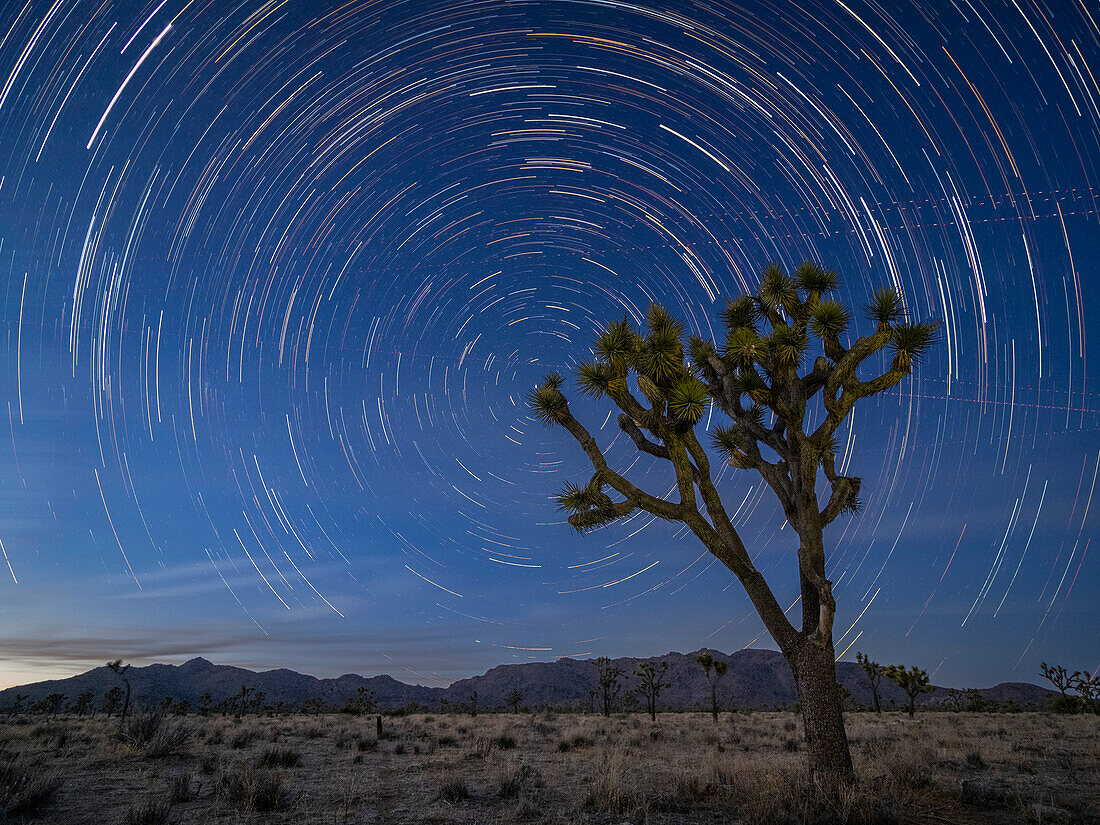 Joshua-Bäume (Yucca brevifolia), unter Sternenpfaden im Joshua Tree National Park, Kalifornien, Vereinigte Staaten von Amerika, Nordamerika