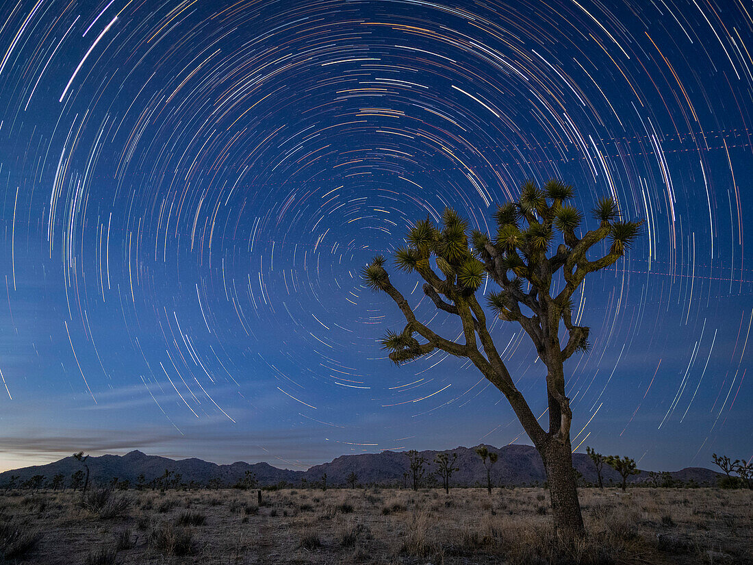 Joshua trees (Yucca brevifolia), under star trails in Joshua Tree National Park, California, United States of America, North America