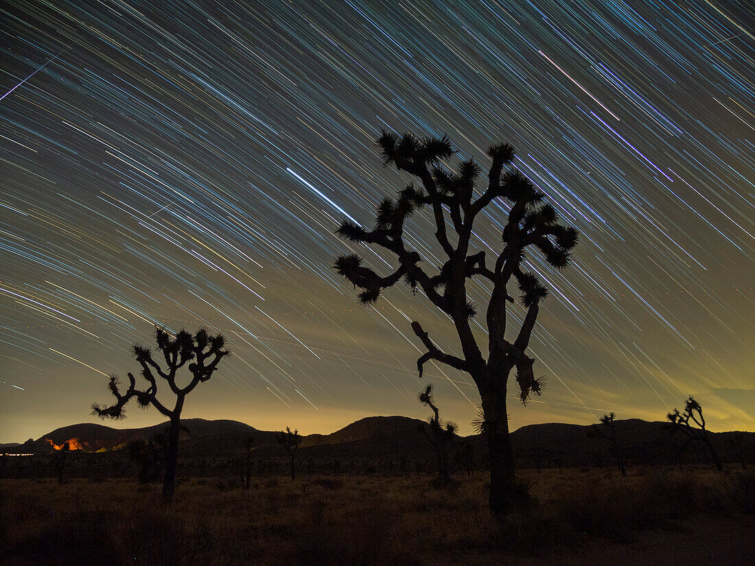 Joshua-Bäume (Yucca brevifolia), unter Sternenpfaden im Joshua Tree National Park, Kalifornien, Vereinigte Staaten von Amerika, Nordamerika