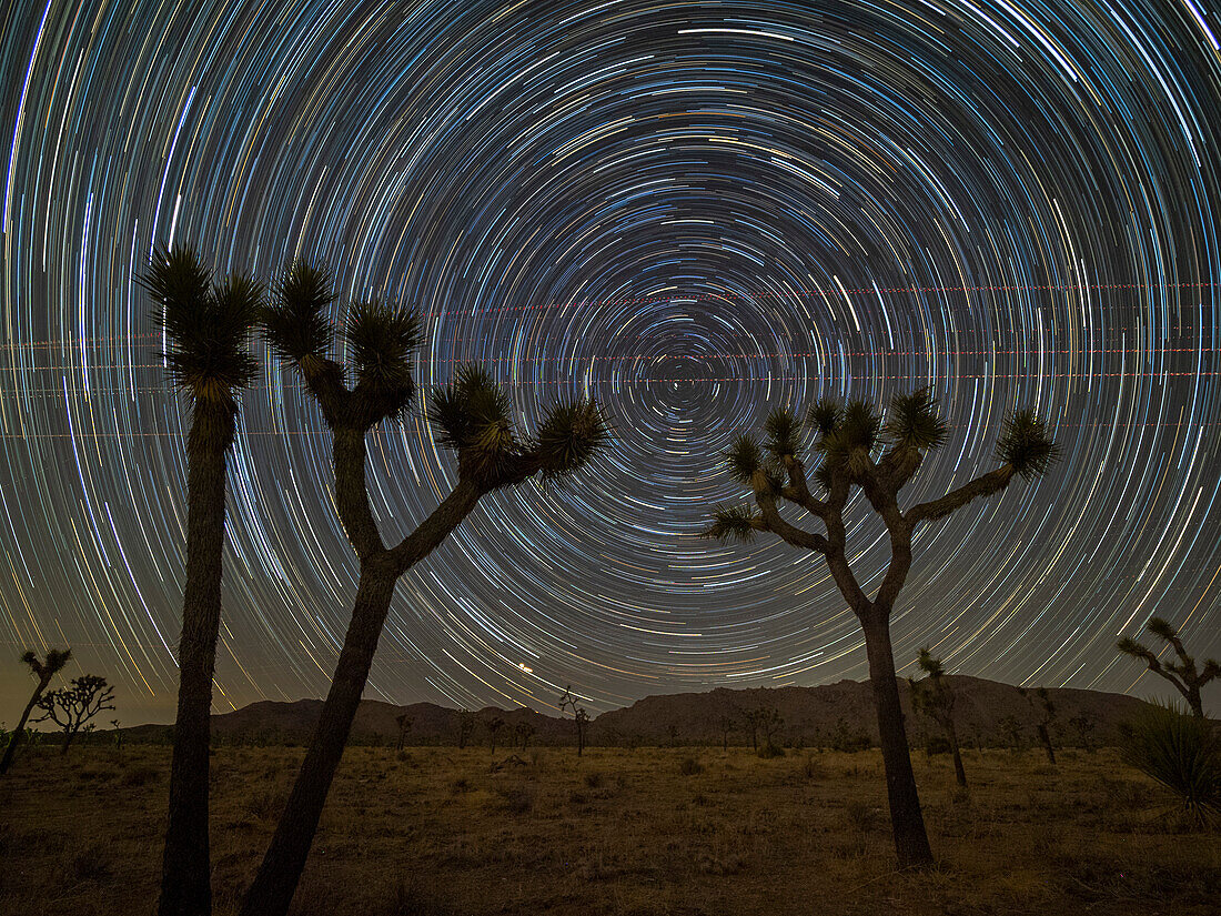 Joshua-Bäume (Yucca brevifolia), unter Sternenpfaden im Joshua Tree National Park, Kalifornien, Vereinigte Staaten von Amerika, Nordamerika