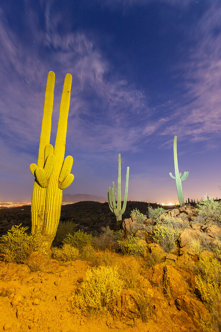 Saguaro-Kaktus (Carnegiea gigantea), fotografiert bei Nacht im Sweetwater Preserve, Tucson, Arizona, Vereinigte Staaten von Amerika, Nordamerika