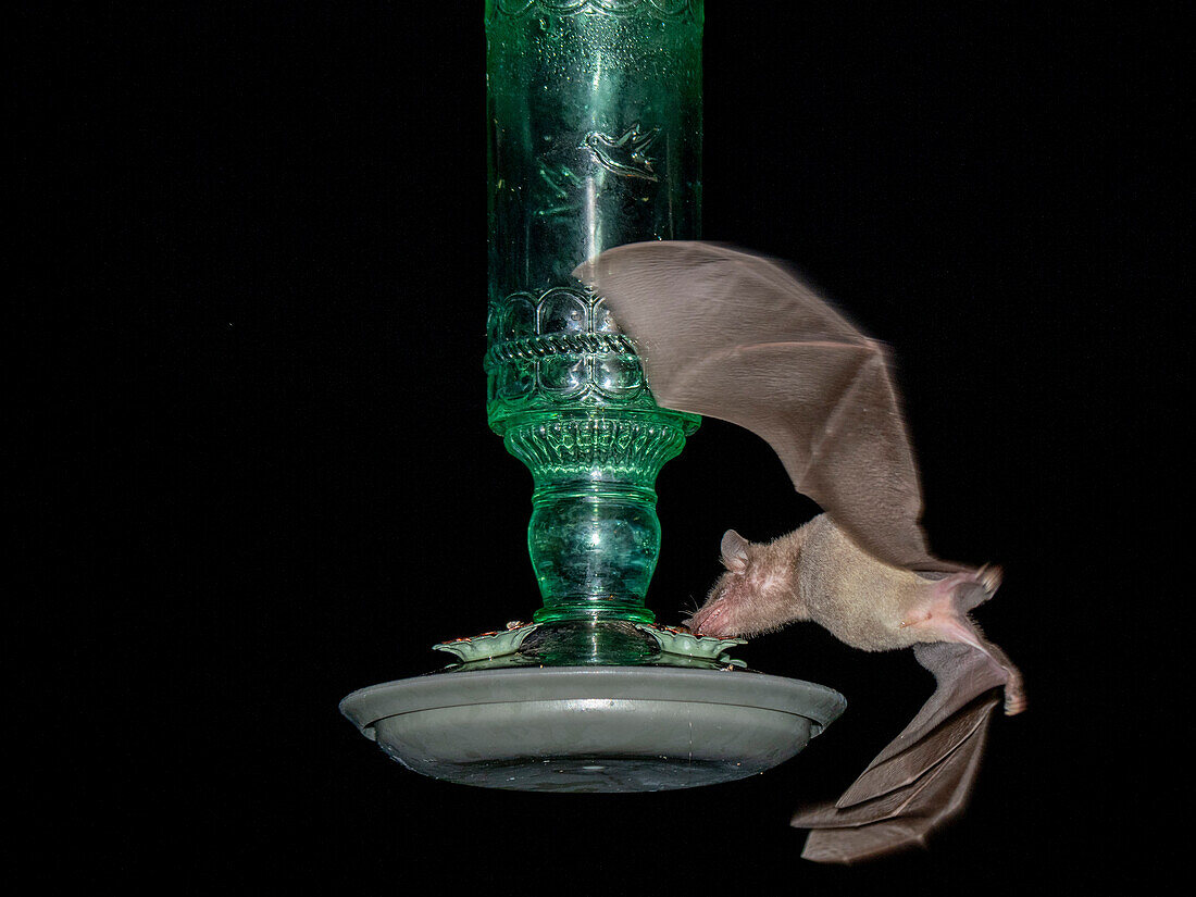 Adult Mexican long-nosed bat (Leptonycteris yerbabuenae), at a feeder at night, Westward Look Resort, Tucson, Arizona, United States of America, North America