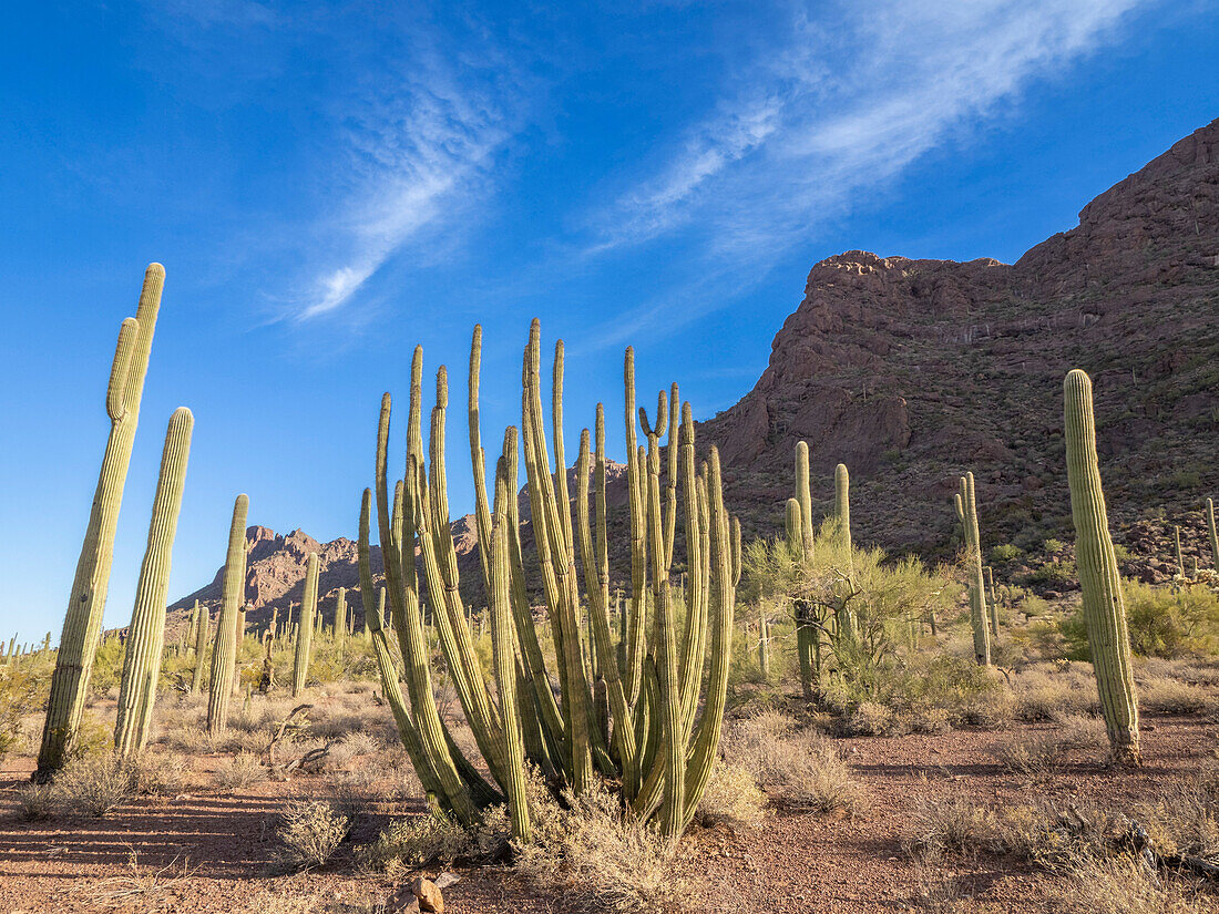 Organ pipe cactus (Stenocereus thurberi), Organ Pipe Cactus National Monument, Sonoran Desert, Arizona, United States of America, North America