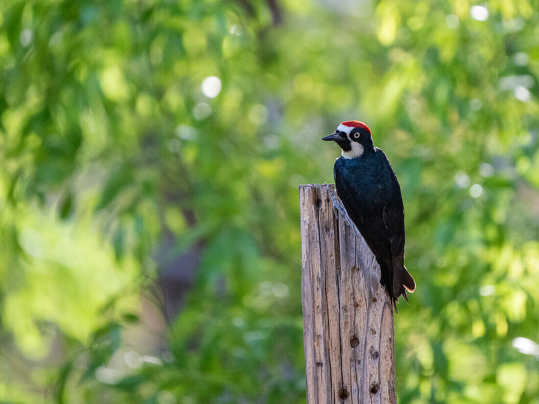 An adult male acorn woodpecker (Melanerpes formicivorous), Madera Canyon, southern Arizona, Arizona, United States of America, North America