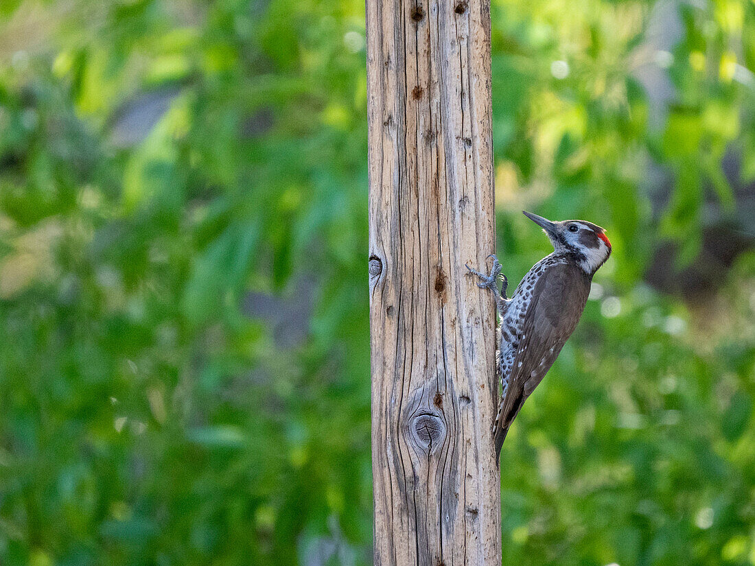 Junger Eichelspecht (Melanerpes formicivorous), Madera Canyon, südliches Arizona, Arizona, Vereinigte Staaten von Amerika, Nordamerika