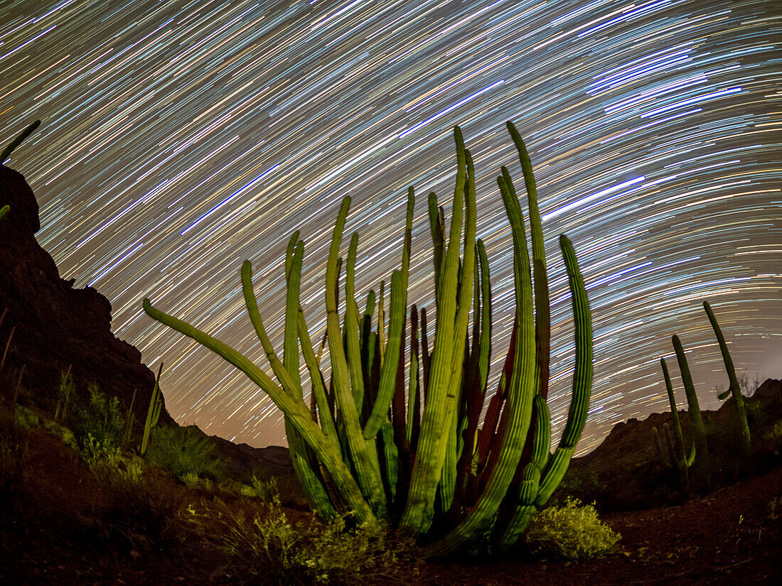 Orgelpfeifenkaktus (Stenocereus thurberi) bei Nacht im Organ Pipe Cactus National Monument, Sonoran-Wüste, Arizona, Vereinigte Staaten von Amerika, Nordamerika