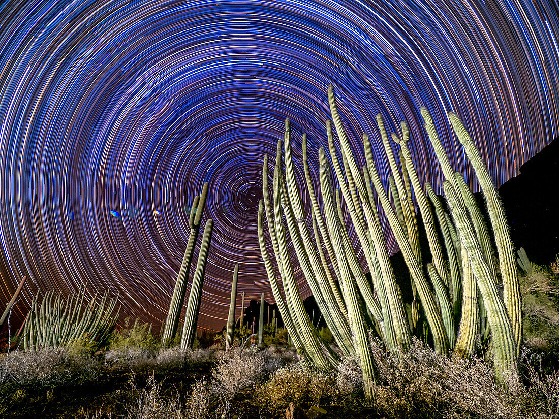 Orgelpfeifenkaktus (Stenocereus thurberi), nachts im Orgelpfeifenkaktus-Nationaldenkmal, Sonoran-Wüste, Arizona, Vereinigte Staaten von Amerika, Nordamerika