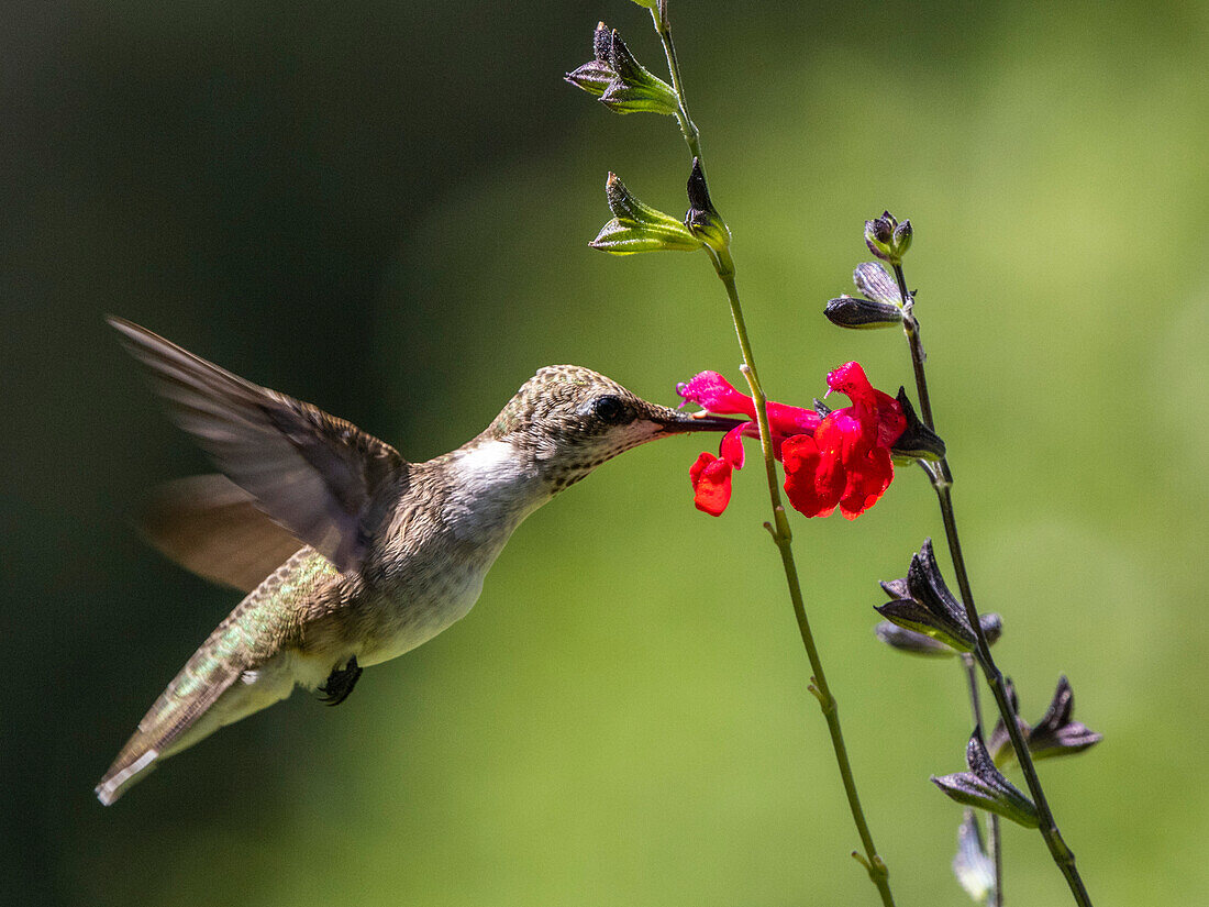 An adult female black-chinned hummingbird (Arcgilochus alexandri), Madera Canyon, southern Arizona, Arizona, United States of America, North America