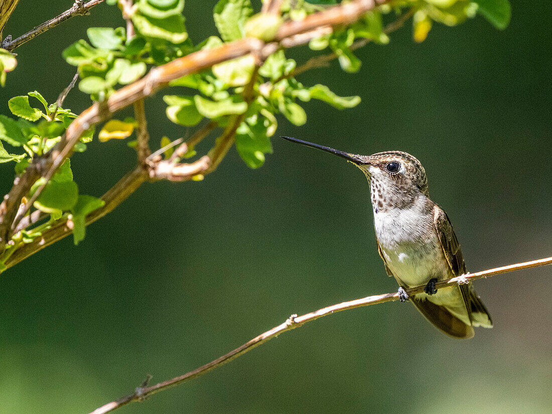 An adult female black-chinned hummingbird (Arcgilochus alexandri), Madera Canyon, southern Arizona, Arizona, United States of America, North America