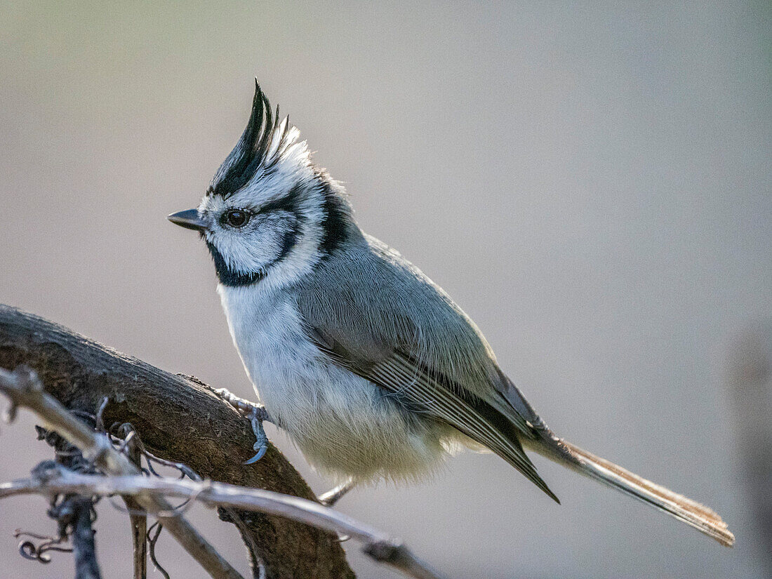 An adult bridled titmouse (Baeolophus wollweberi), Madera Canyon, southern Arizona, Arizona, United States of America, North America