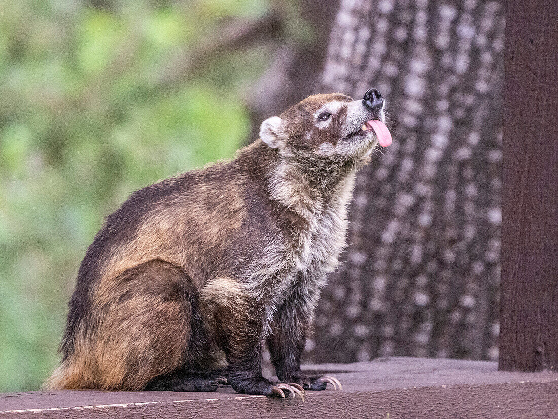 An adult white-nosed coati (Nasua narica), at the Santa Rita Lodge in Madera Canyon, southern Arizona, Arizona, United States of America, North America