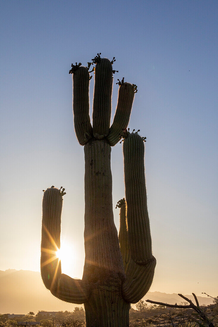 Saguaro-Kaktus (Carnegiea gigantea), fotografiert bei Sonnenaufgang in der Sweetwater Preserve, Tucson, Arizona, Vereinigte Staaten von Amerika, Nordamerika