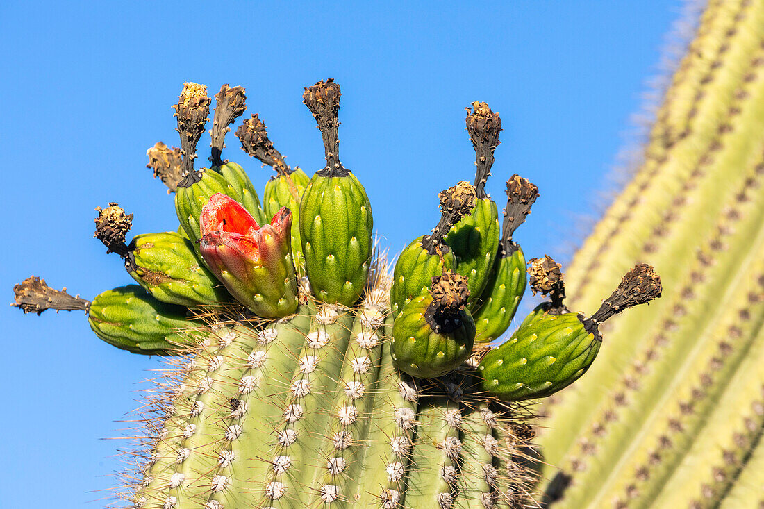 Fruiting saguaro cactus (Carnegiea gigantea), in bloom in June, Sweetwater Preserve, Tucson, Arizona, United States of America, North America