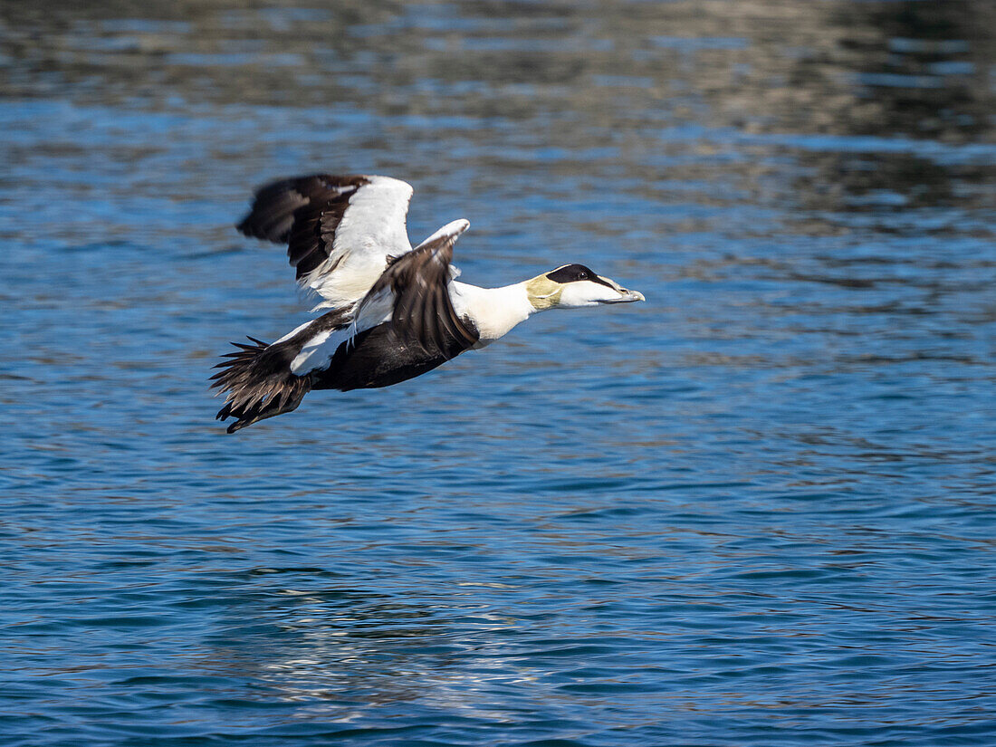 Ausgewachsene männliche Eiderente (Somateria mollissima), im Flug auf der Insel Bjornoya, Norwegen, Skandinavien, Europa