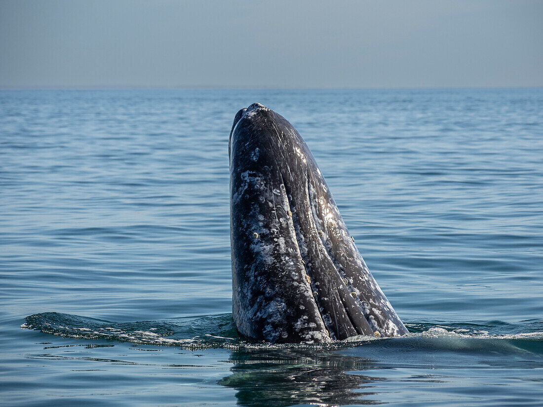 Adult gray whale (Eschrichtius robustus), spy-hopping in Magdalena Bay on the Baja Peninsula, Baja California Sur, Mexico, North America