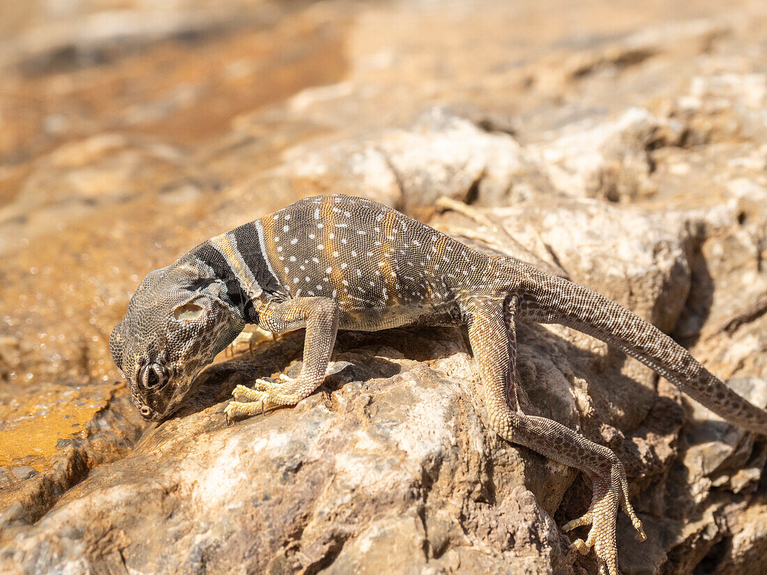 Wüstenhalsbandeidechse (Crotaphytus bicinctores), Mosaic Canyon Trail, Death Valley National Park, Kalifornien, Vereinigte Staaten von Amerika, Nordamerika