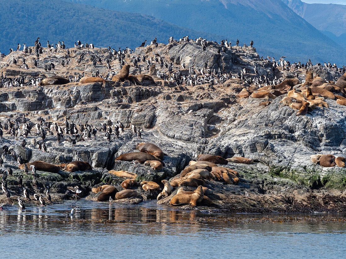 A colony of South American sea lions (Otaria flavescens), on small islets in Lapataya Bay, Tierra del Fuego, Argentina, South America