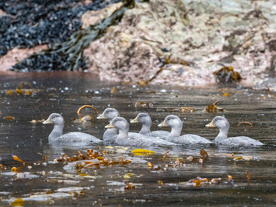 Ausgewachsene fliegende Dampfschiffenten (Tachyeres patachonicus), schwimmend in der Lapataya-Bucht, Feuerland, Argentinien, Südamerika