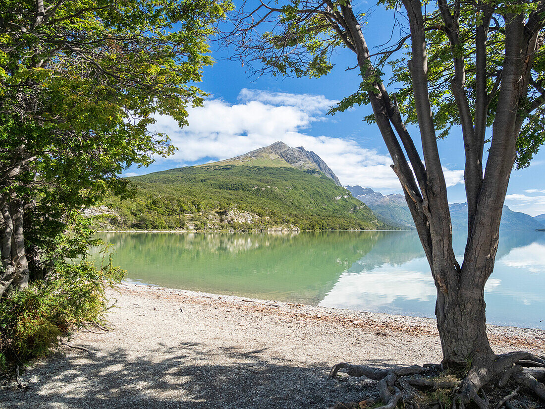 View of the Andes Mountains and Notofagus forest in Lago Acigami, Tierra del Fuego, Argentina, South America