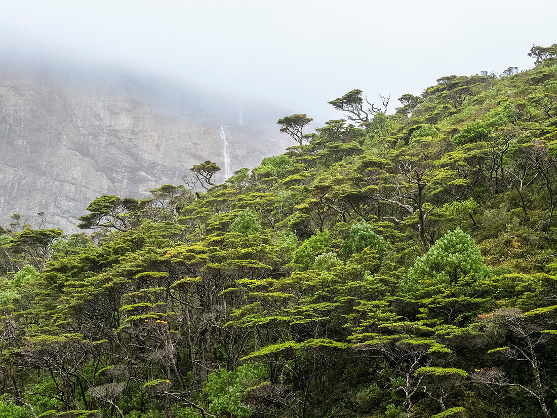 View of a waterfall and the Notofagus forest in Caleta Capitan Canepa, Isla Estado (Isla De Los Estados), Argentina, South America