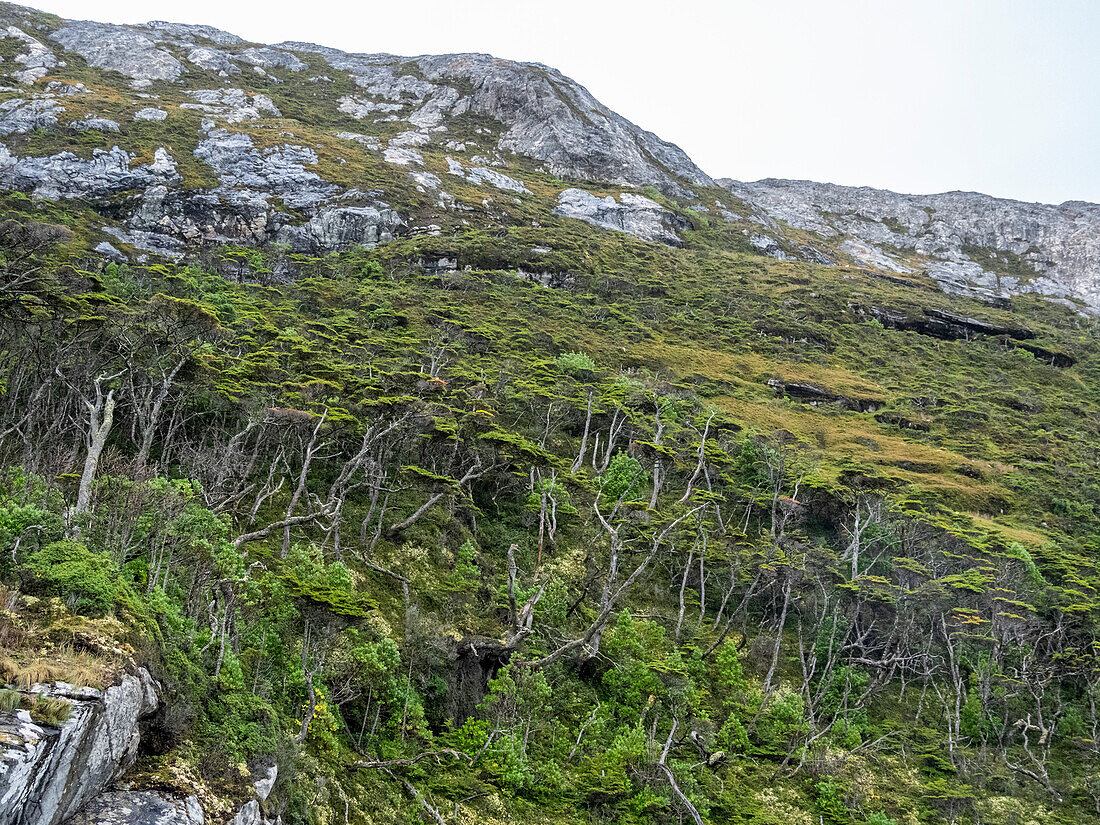 View of the Notofagus forest in Caleta Capitan Canepa, Isla Estado (Isla De Los Estados), Argentina, South America