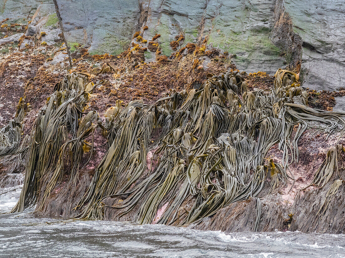 Blick auf Seetang, genannt Medusas, entlang der Küste in der Franklin Bay, Isla Estado (Isla De Los Estados), Argentinien, Südamerika