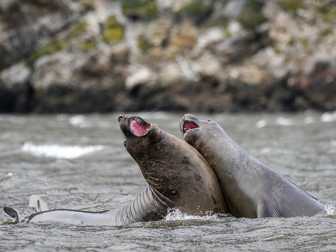 Ein Paar junger männlicher Südlicher Seeelefanten (Mirounga leonina) bei einem Scheinkampf im Karukinka-Naturpark, Chile, Südamerika