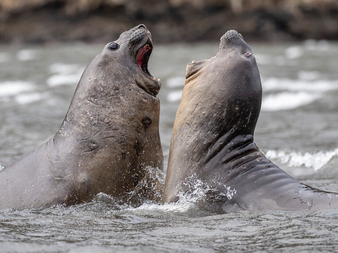 Ein Paar junger männlicher Südlicher Seeelefanten (Mirounga leonina), Scheingefechte im Karukinka-Naturpark, Chile, Südamerika