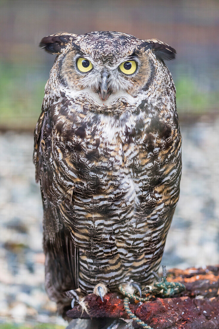 Adult captive great horned owl (Bubo virginianus), Alaska Raptor Center in Sitka, Southeast Alaska, United States of America, North America