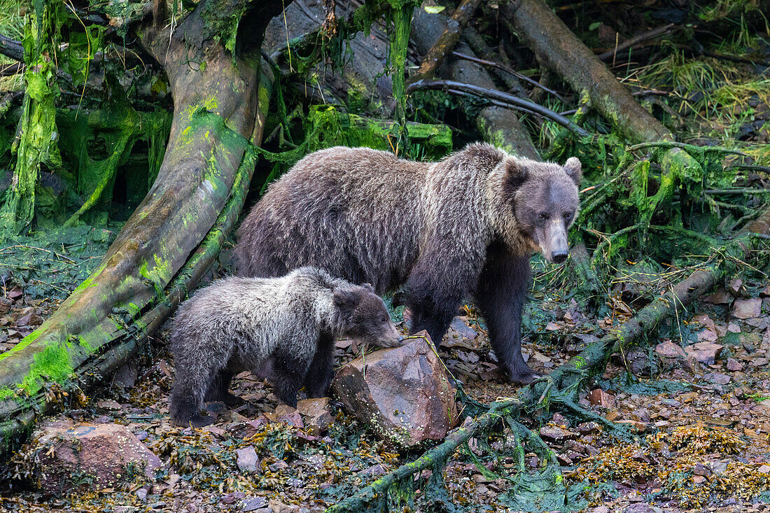 Mother and cub brown bear (Ursus arctos), along salmon stream in Pavlov Harbor on Chichagof Island, Alaska, United States of America, North America