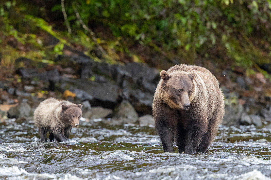 Mutter und Junges der Braunbärin (Ursus arctos), entlang des rosa Lachsflusses auf Chichagof Island, Alaska, Vereinigte Staaten von Amerika, Nordamerika