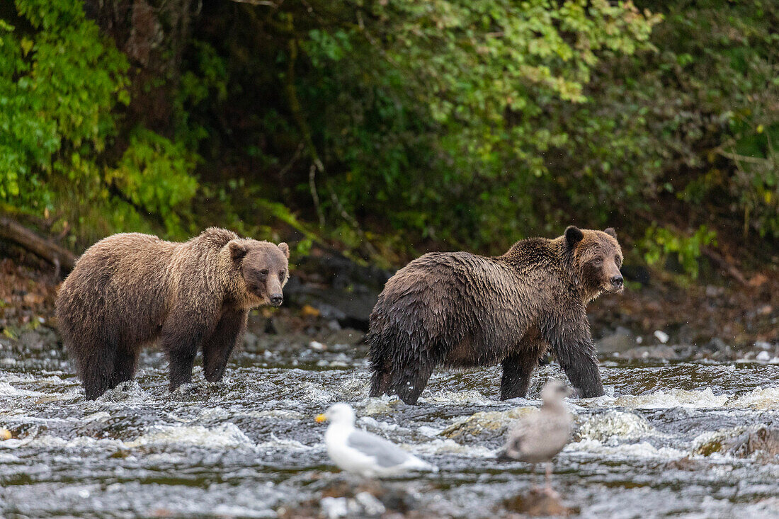 Sibling brown bears (Ursus arctos), along pink salmon stream on Chichagof Island, Alaska, United States of America, North America