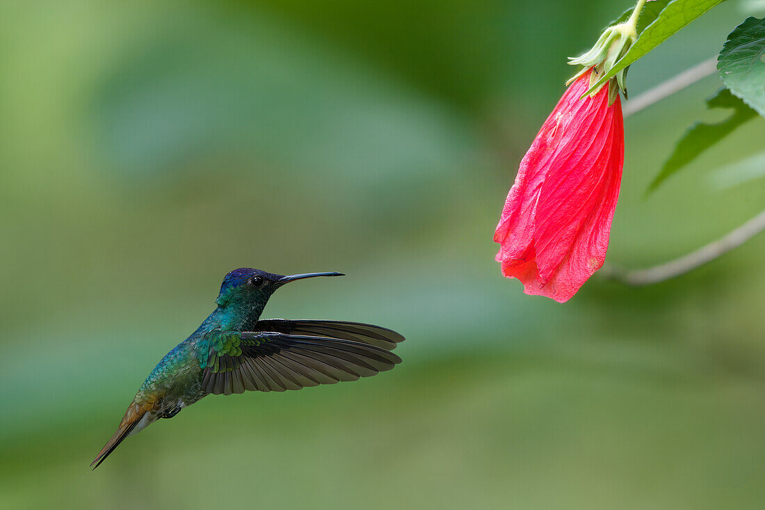 Golden-tailed Sapphire (Chrysuronia oenone) hummingbird in flight, Manu National Park, Peruvian Amazon Cloud Forest, Peru, South America