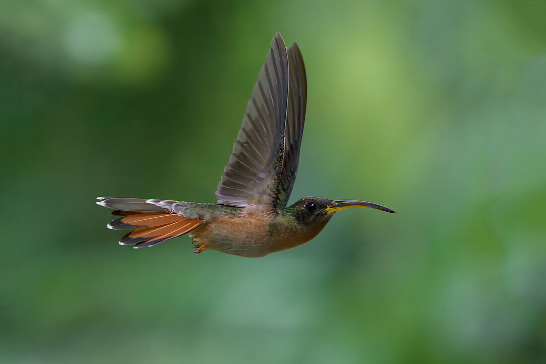 Rotbrust-Eremit (Glaucis hirsutus), eine Kolibriart, im Flug, Manu-Nationalpark, peruanischer Amazonas-Nebelwald, Peru, Südamerika