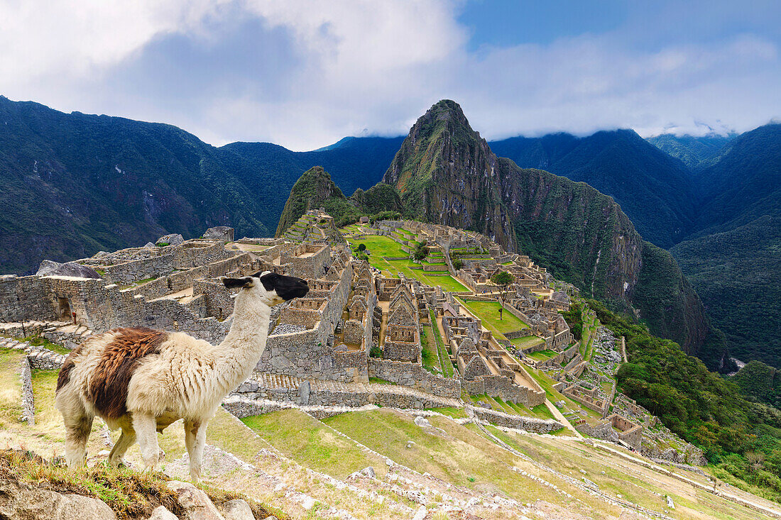 Machu Picchu, UNESCO-Weltkulturerbe, mit Lama vor der Ruinenstadt der Inkas mit dem Berg Huayana Picchu, Andenkordillere, Provinz Urubamba, Cusco, Peru, Südamerika