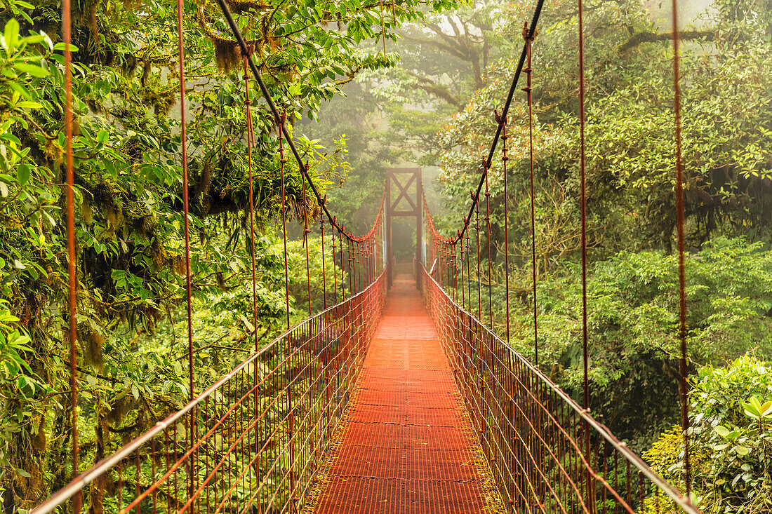 Hanging bridge in a cloud forest, Monteverde, Reserva Biologica Bosque Nuboso Monteverde, Puntarenas, Costa Rica, Central America