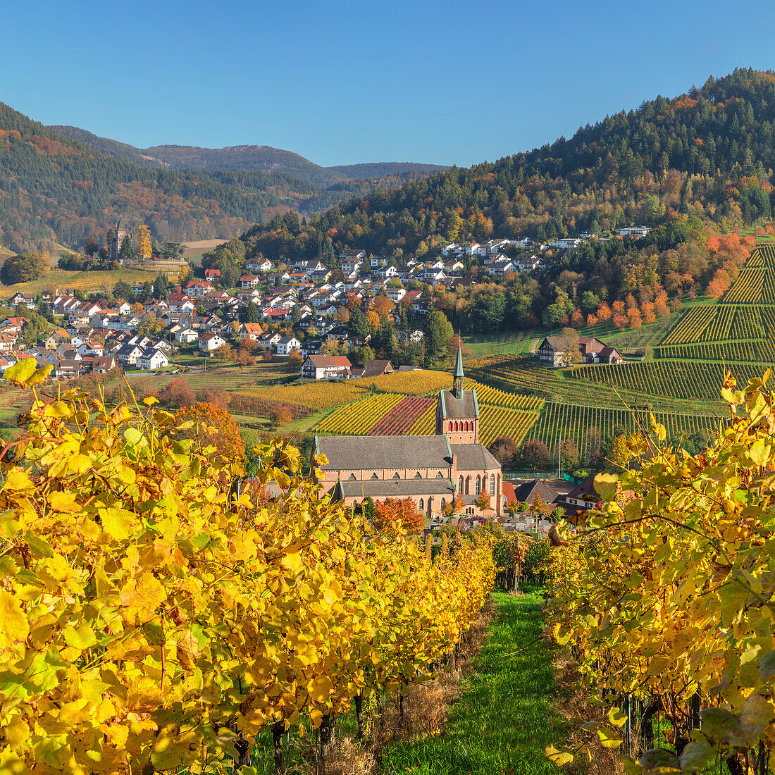 Blick über Weinberge nach Kappelrodeck im Herbst, Schwarzwald, Baden-Württemberg, Deutschland, Europa