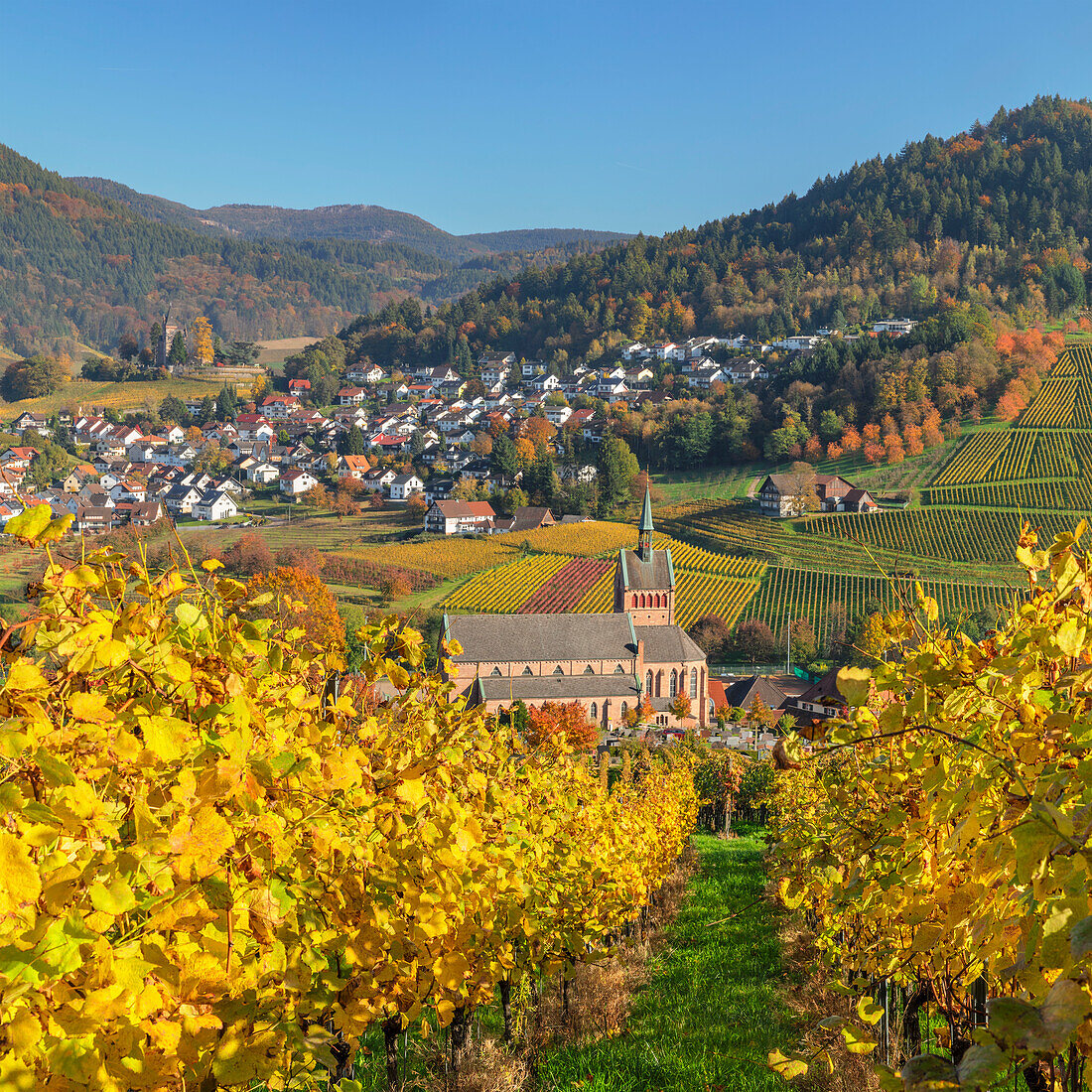 View over vineyards to Kappelrodeck in autumn, Black Forest, Baden-Wurttemberg, Germany, Europe