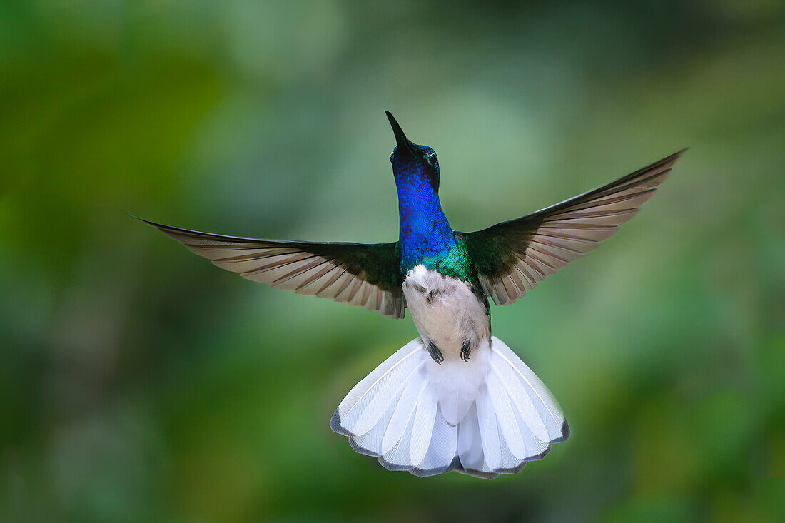 Fliegender Weißhals-Jakobiner (Florisuga Mellivora), Manu-Nationalpark Nebelwald, Peru, Südamerika