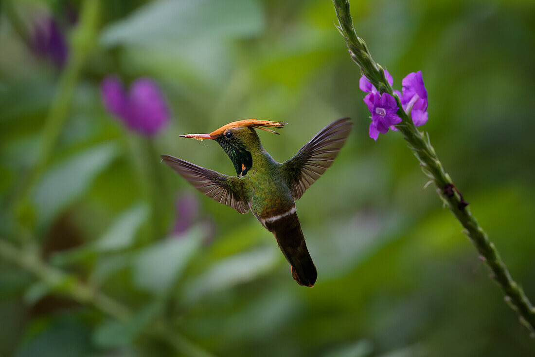 Flying Rufous-crested Coquette (Lophornis delattrei), Manu National Park cloud forest, Peru, South America