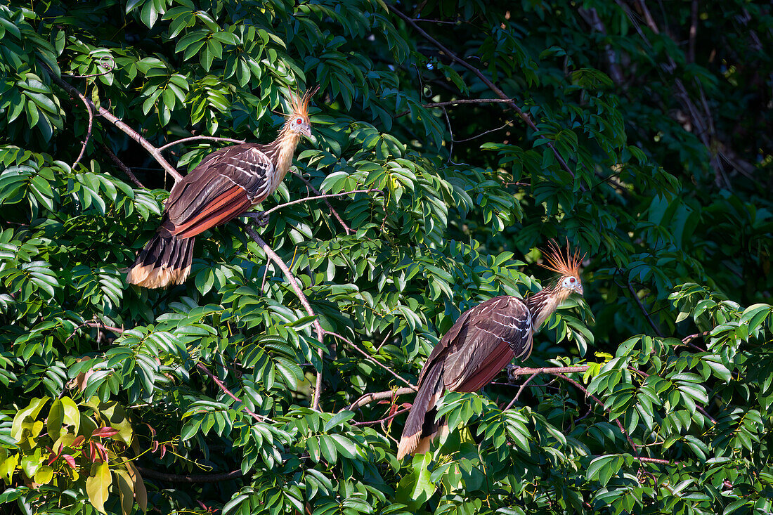 Pair of Hoatzin (Andean Coot) (Opisthocomus hoazin), Manu National Park cloud forest, Peru, South America