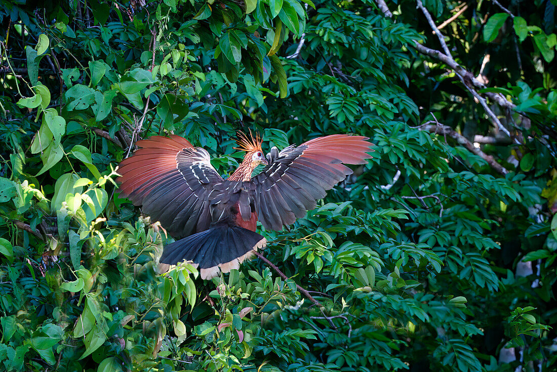 Blässhuhn (Opisthocomus hoazin) im Flug, Nebelwald im Manu-Nationalpark, Peru, Südamerika