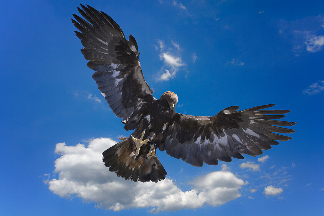 Golden Eagle (Aquila chrysaetos) in flight, Song Kol lake, Naryn region, Kyrgyzstan, Central Asia, Asia