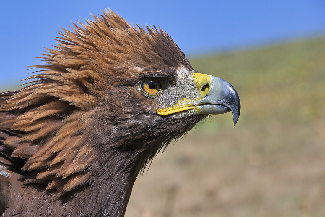 Portrait of a Golden Eagle (Aquila chrysaetos), Song Kol lake, Naryn region, Kyrgyzstan, Central Asia, Asia