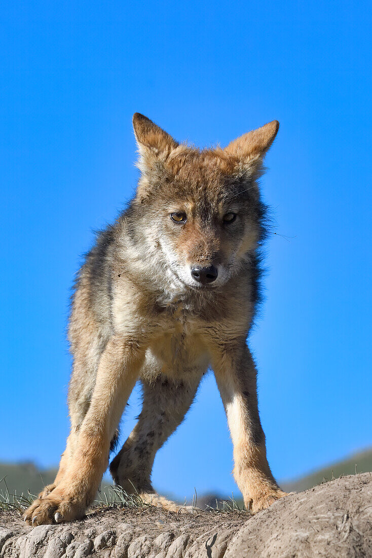 Young grey wolf, Kol Suu Lake, Naryn Province, Kyrgyzstan, Central Asia, Asia