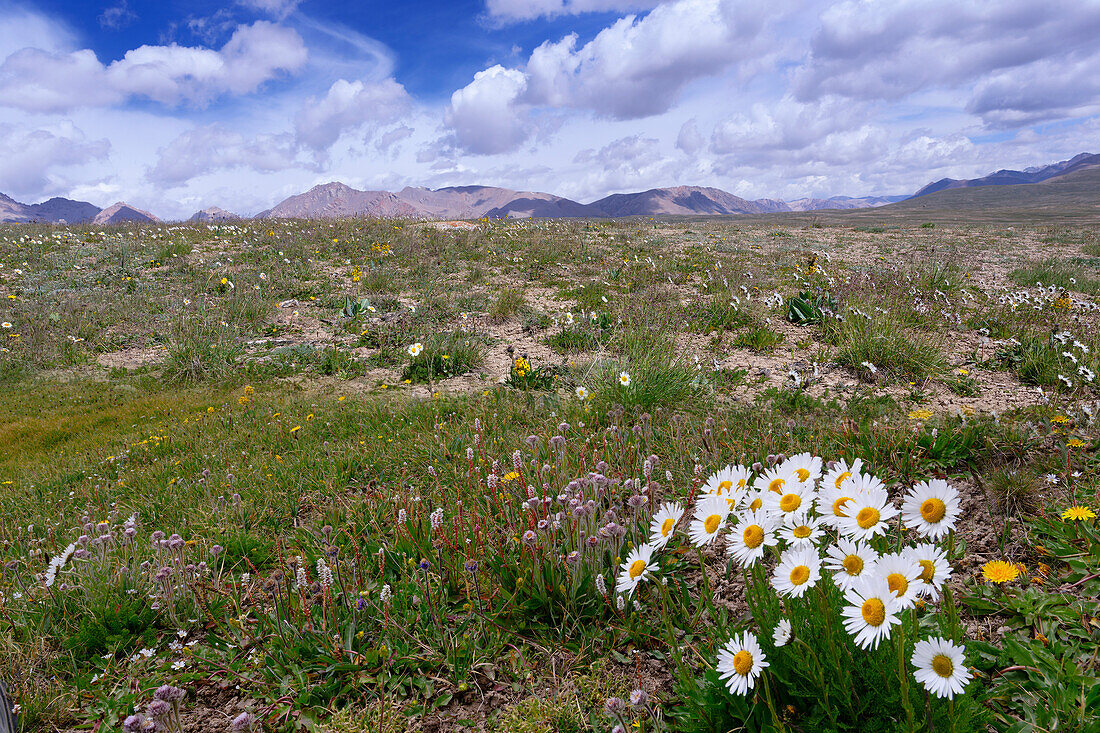 Alpines Gänseblümchen, Tian Shan-Gebirge, Naryn-Region, Kirgisistan, Zentralasien, Asien