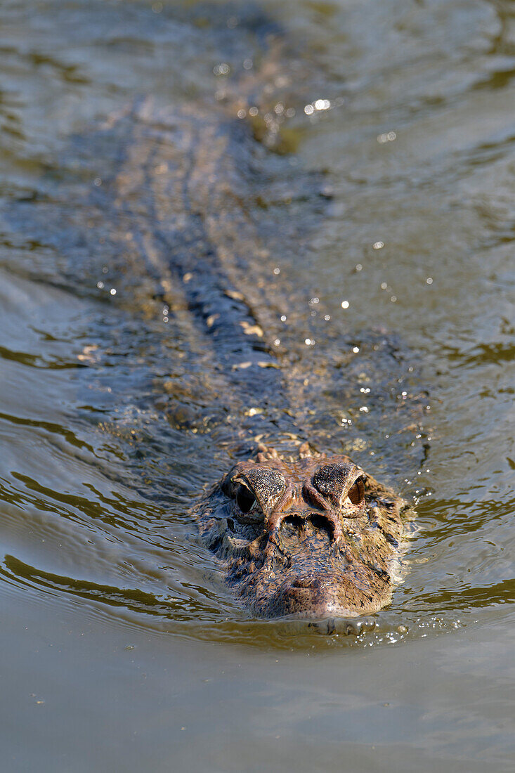 Schwarzer Kaiman (Melanosuchus niger) beim Schwimmen im Fluss Madre de Dios, Manu-Nationalpark, peruanischer Amazonas, Peru, Südamerika