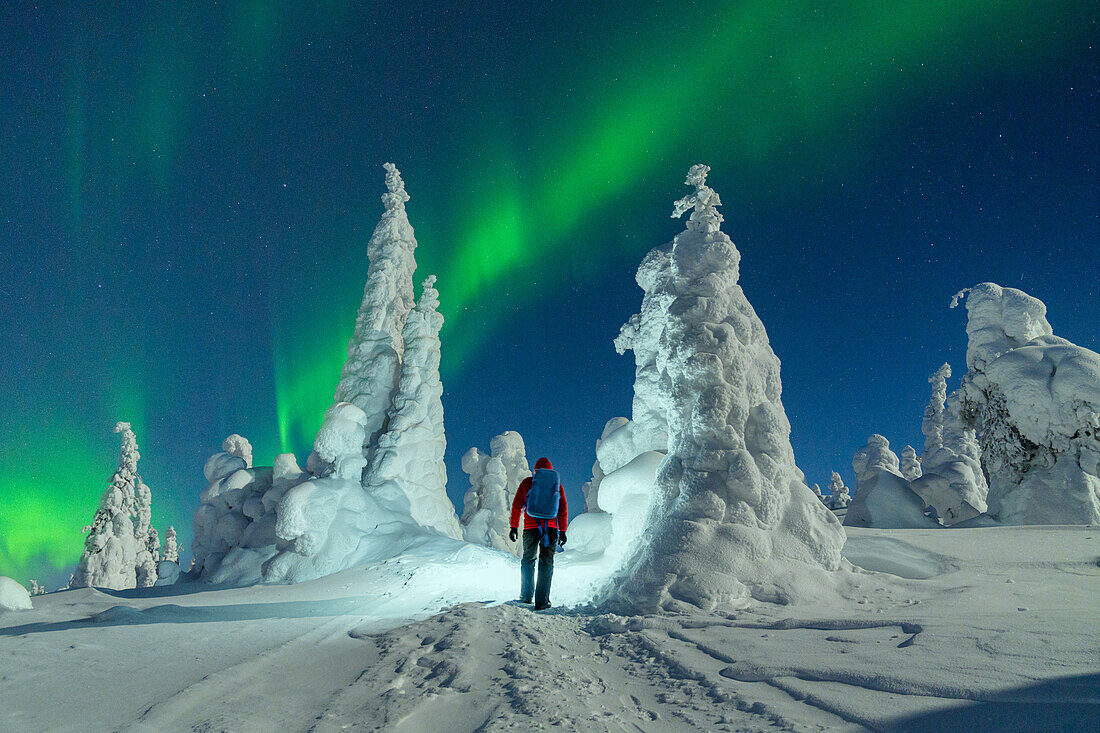 Wanderer mit Rucksack genießt die Beobachtung der Aurora Borealis (Nordlichter) über gefrorenen Bäumen, Riisitunturi-Nationalpark, Posio, Lappland, Finnland, Europa